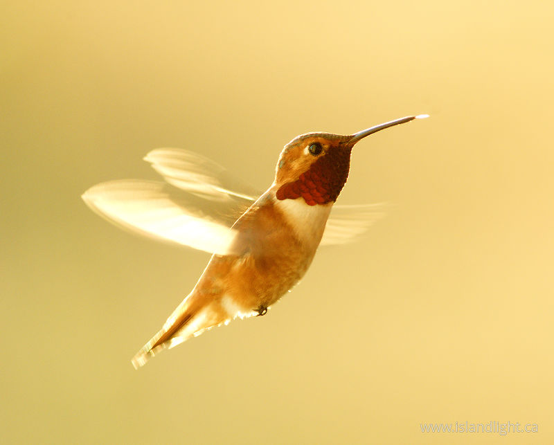   Hummingbird photo