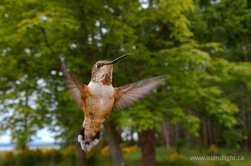 Rufus Hummingbird In the Forest - Cortes Island Hummingbird photo