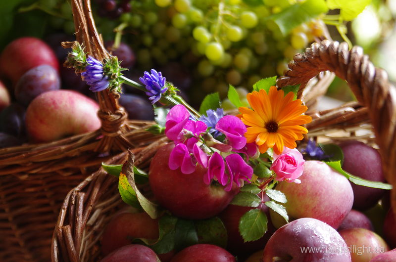 Autumn Bounty -  harvest photo