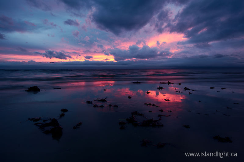 Landscape of Washed-up Seaweed - Cortes Island  photo