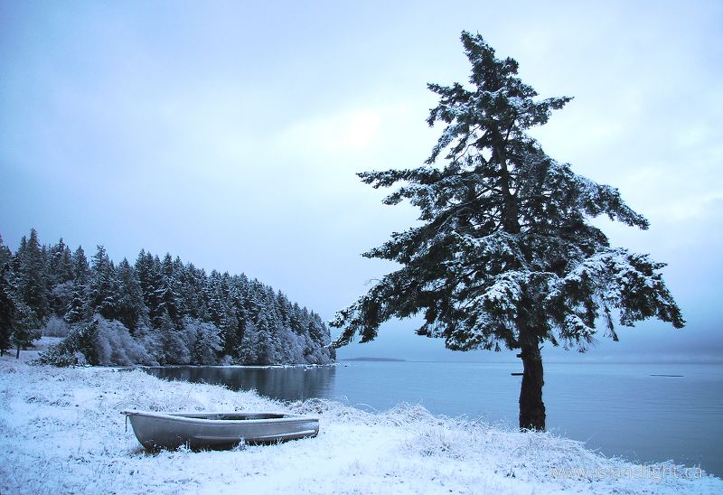 West Coast Christmas - Cortes Island Winter Landscape photo