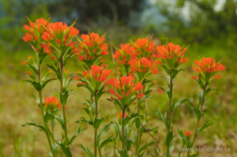 Indian Paintbrush II - Slocan Valley Wildflower photo