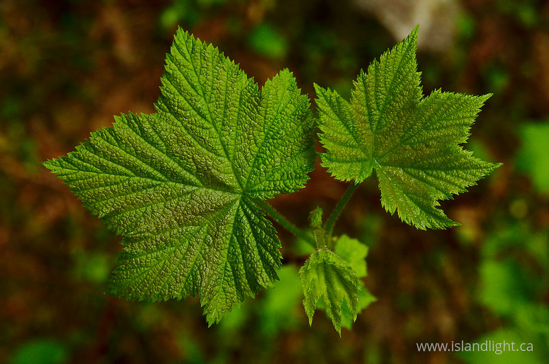 Spring Thimble Berry Leaves -  Thimble Berry photo