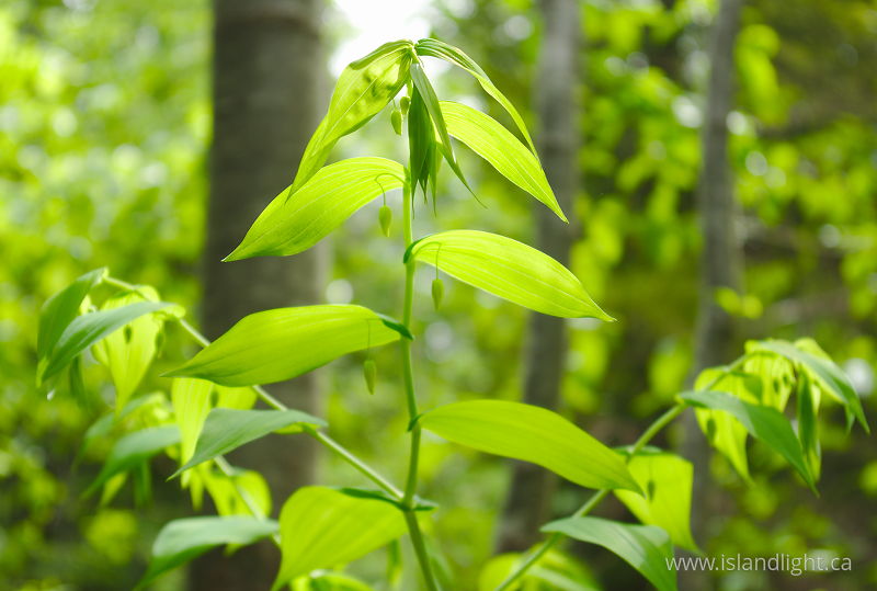 Maianthemum racemosum -   photo