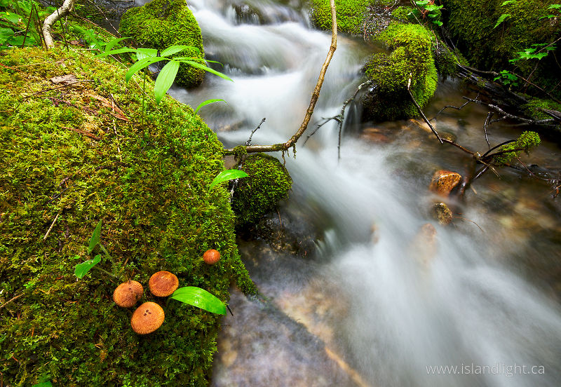 Creekside Mushroom Family - Slocan Valley Creek photo