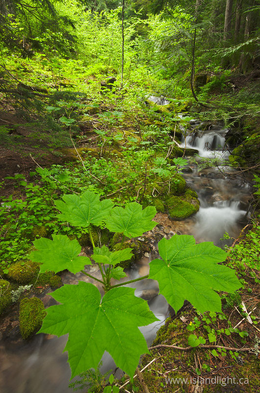 Oplopanax horridus - Slocan Valley Forest photo