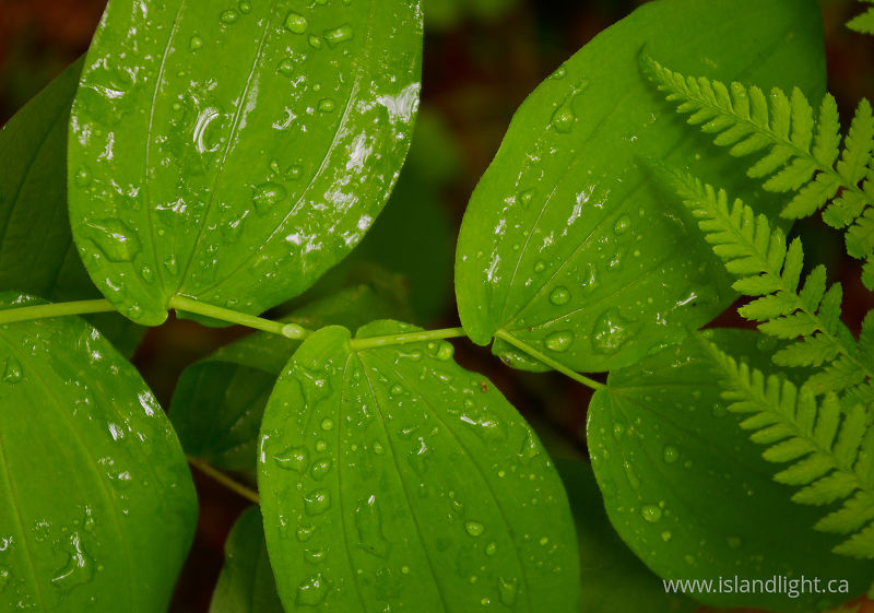 Rain on Leaves - Slocan Valley  photo