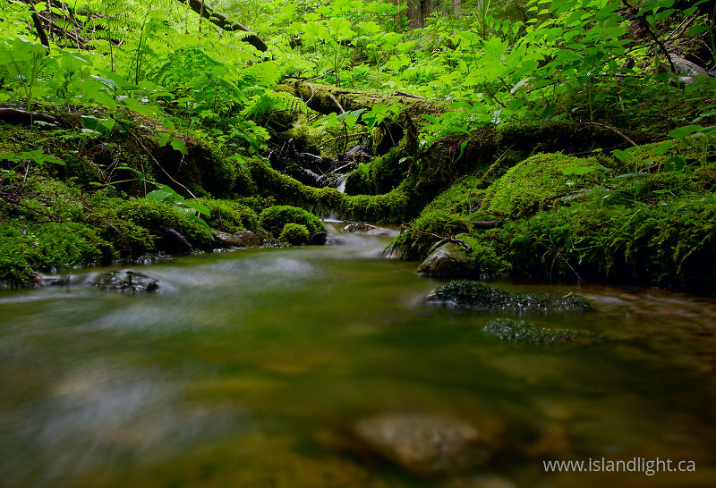 Forest Irrigation Systems - Slocan Valley Creek photo