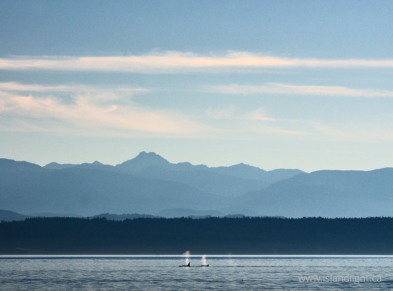 Orcas - Salish Sea Whale photo