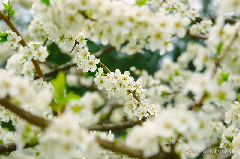   Flowering Tree photo