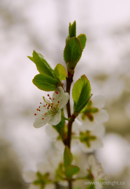 Blooming Cherry Twig -  Cherry Flower photo
