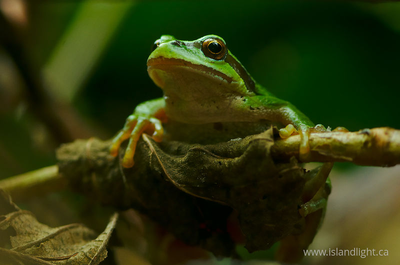 Pseudacris regilla - Cortes Island Tree Frog photo