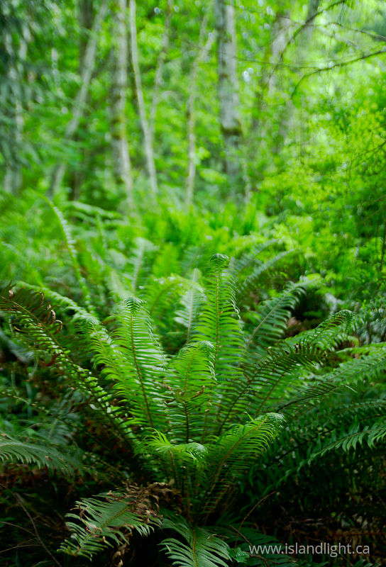Spring Sword Ferns -   photo