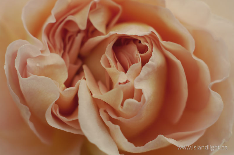 Rose Flower Detail -   photo