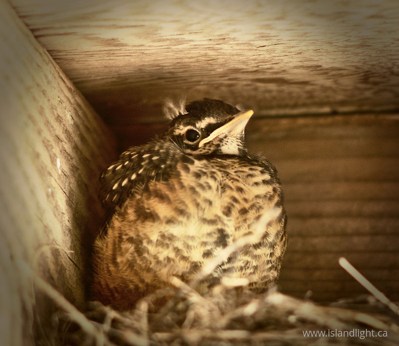 Baby Robin -   photo