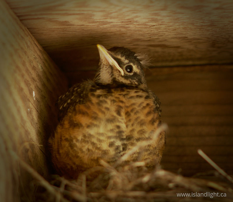 Robin Chick - Cortes Island Baby Bird photo