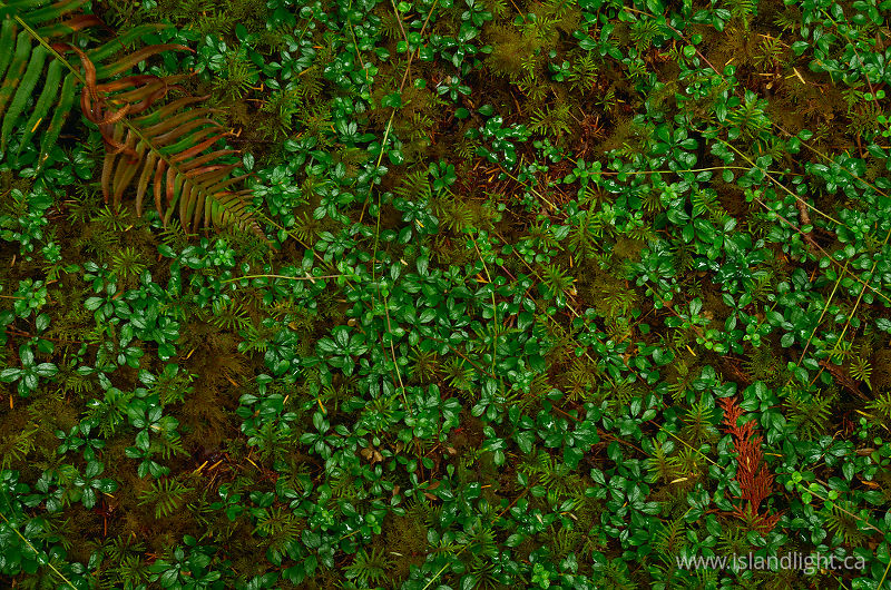 Forest Carpet -   photo