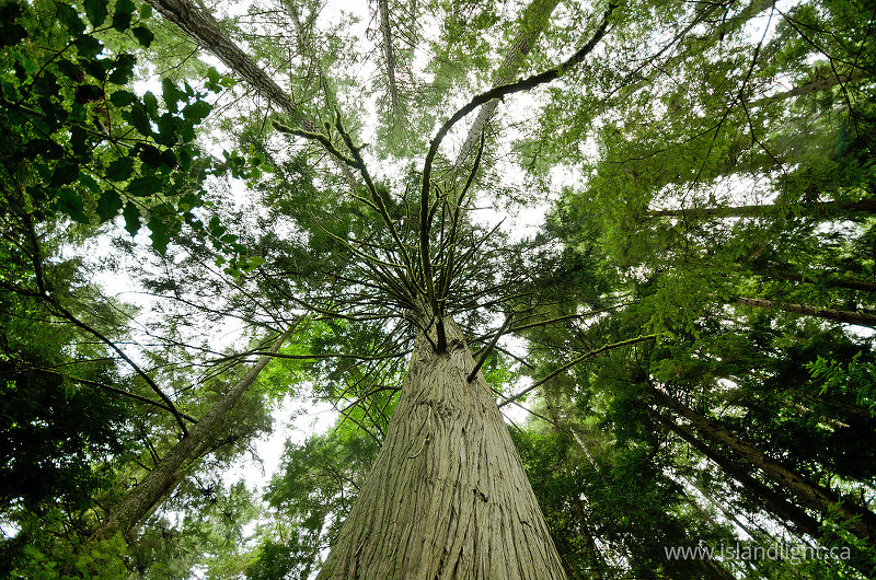 Western Red Cedar -  Forest photo