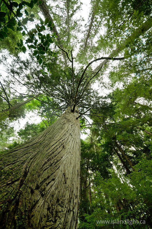 Pacific Red Cedar - Cortes Island Forest photo