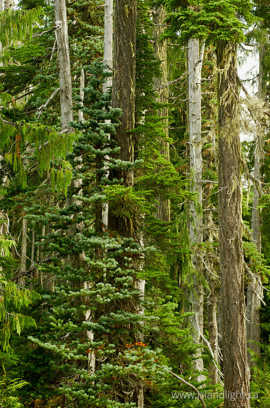 Alpine Forest - Paradise Meadows Forest photo