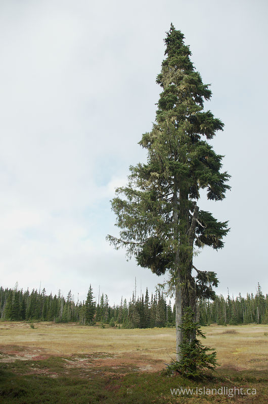 Standing Tall - Paradise Meadows  photo
