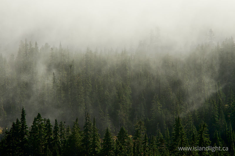 Cloud Shrouded Forest - Vancouver Island forest photo