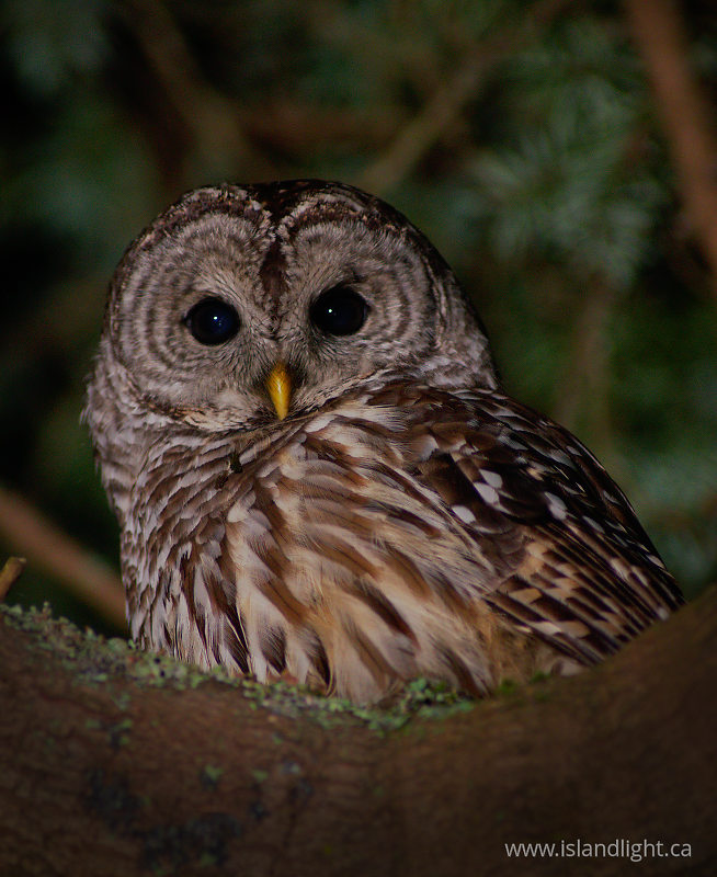 Barred Owl in Fir Tree - Cortes Island Owl photo