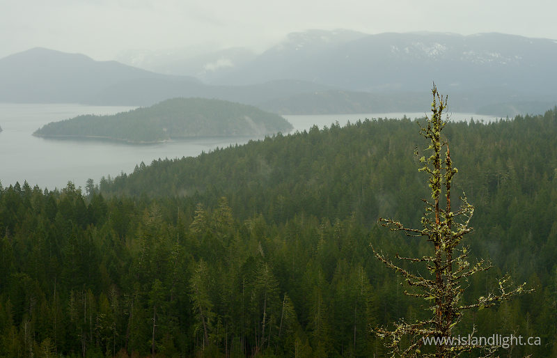 Treetop Lichens - Cortes Island  photo
