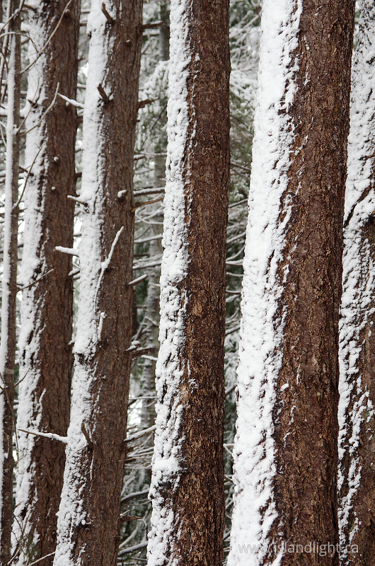 Snow On Fir Trunks -  Forest photo