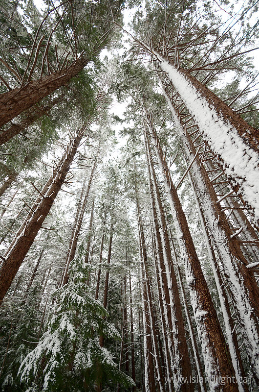 Winter Wonderland - Cortes Style - Cortes Island Forest photo