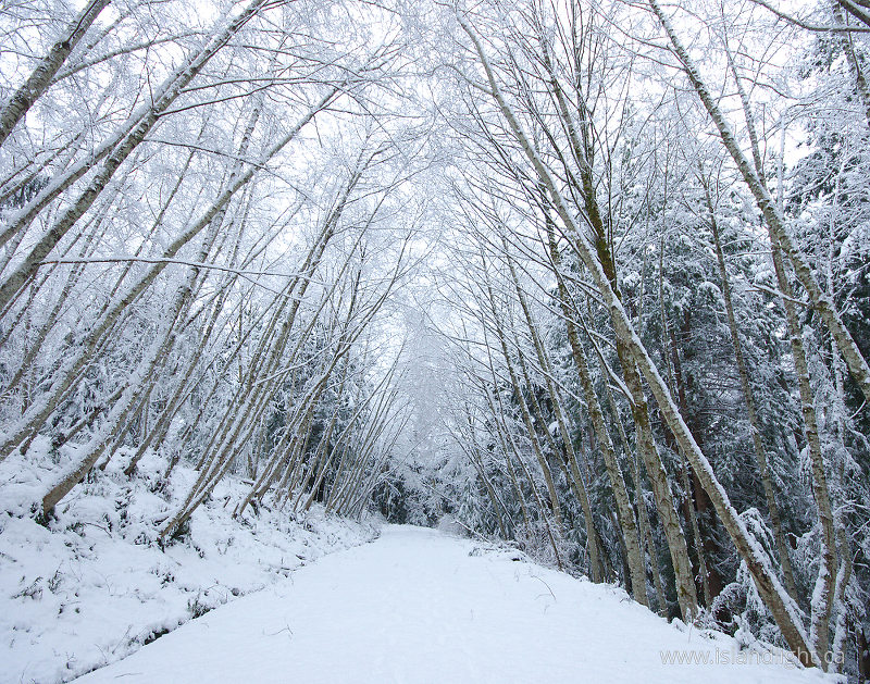 Snowy Road Through the Woods - Cortes Island  photo