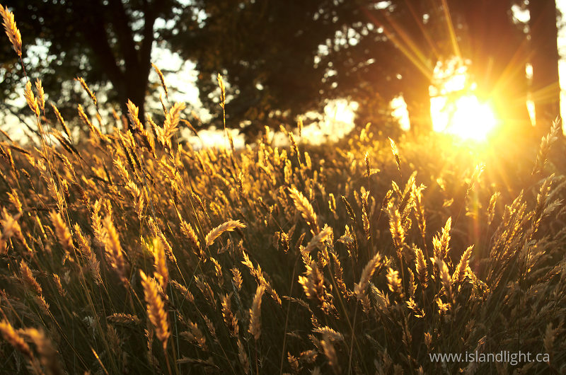 Wild Grasses In Evening Sunlight - Cortes Island Wild Grass photo