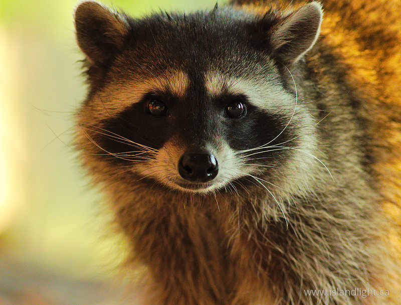 Raccoon Portrait II - Cortes Island Raccoon photo