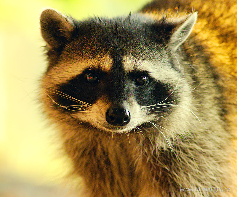 Raccoon Portrait 3 - Cortes Island Raccoon photo