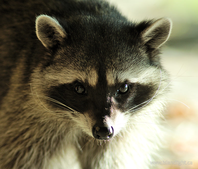 Northern  Raccoon - Cortes Island Raccoon photo