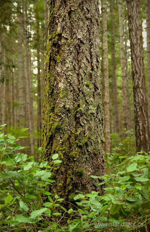 Douglas Fir Emerging from the Salal II -   photo