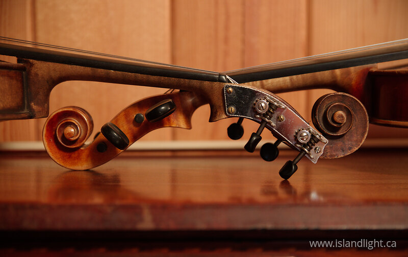 Fiddleheads -  Violin photo
