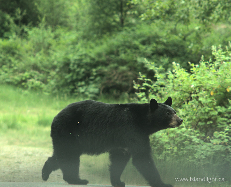 Black Bear Near Lund -   photo