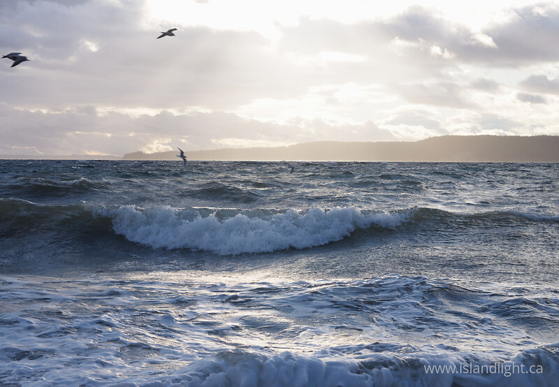 Gulls on a Southeaster - Cortes Island Ocean photo