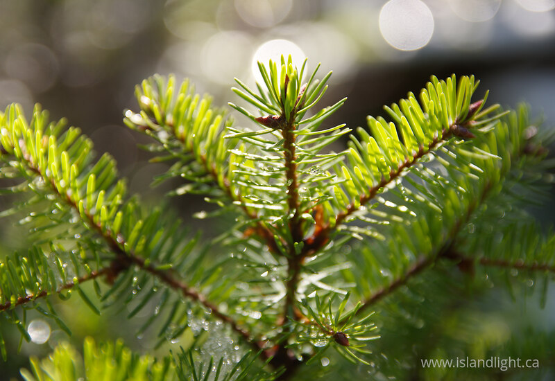 Still-life of a Douglas Fir Banch -  Tree photo