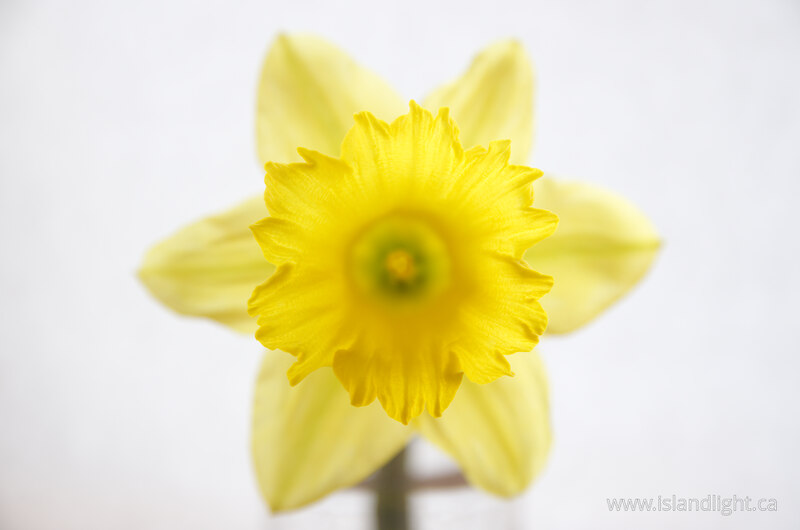Hello Daffodil -  Flower photo
