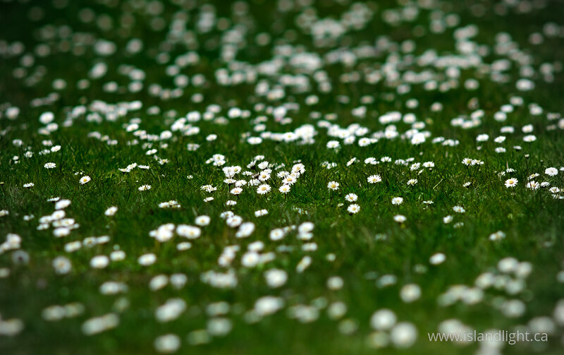 A Field of Field Daisies -  Flower photo