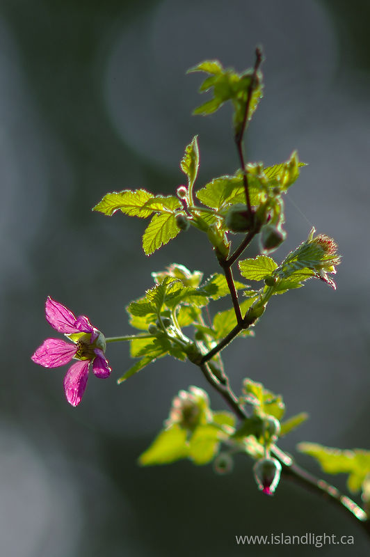 Salmon Berry - Cortes Island wildflower photo