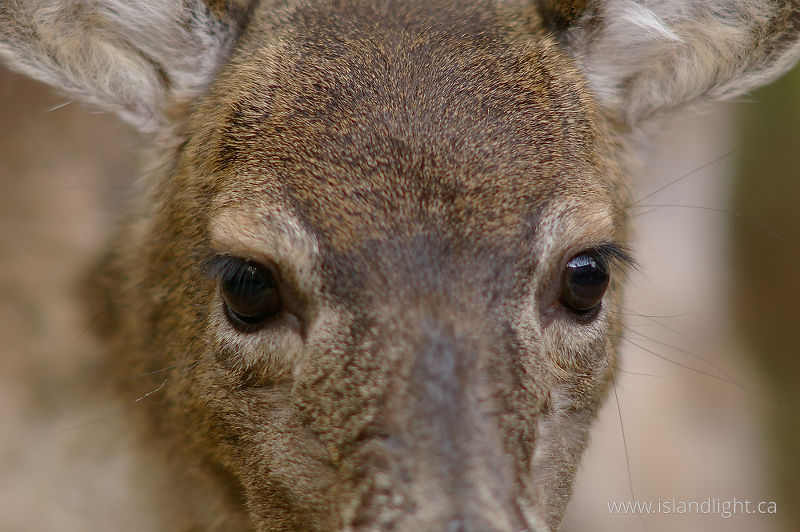 Dear Eyes - Cortes Island Deer photo