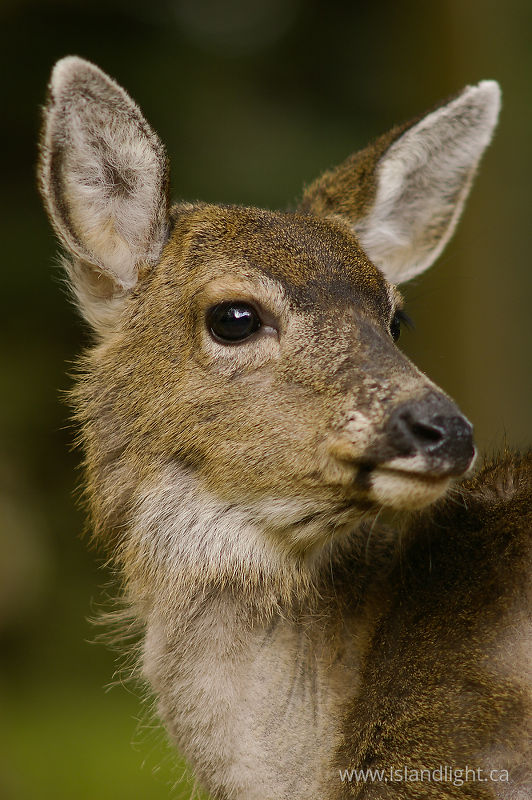 Dlacktail Deer in Hero Pose - Cortes Island Deer photo