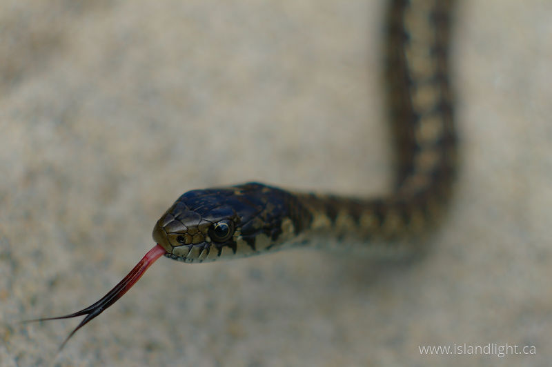 Garter snake - Cortes Island Snake photo