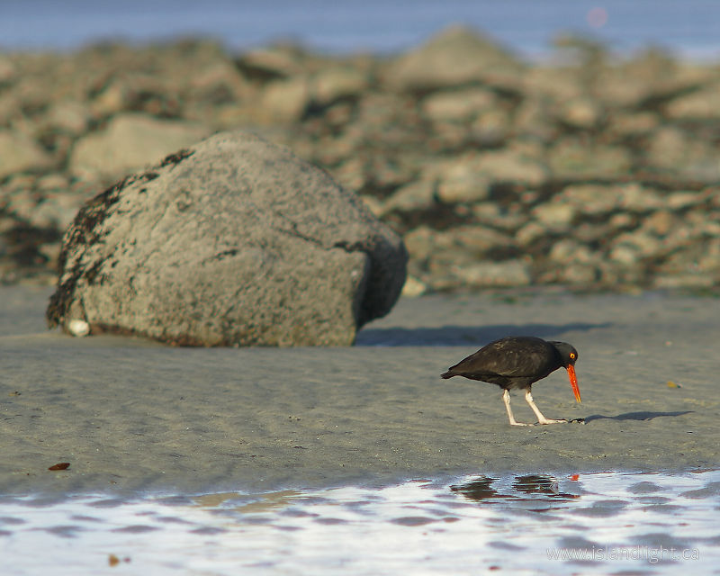 Black Oystercatcher - Cortes Island Oystercatcher photo