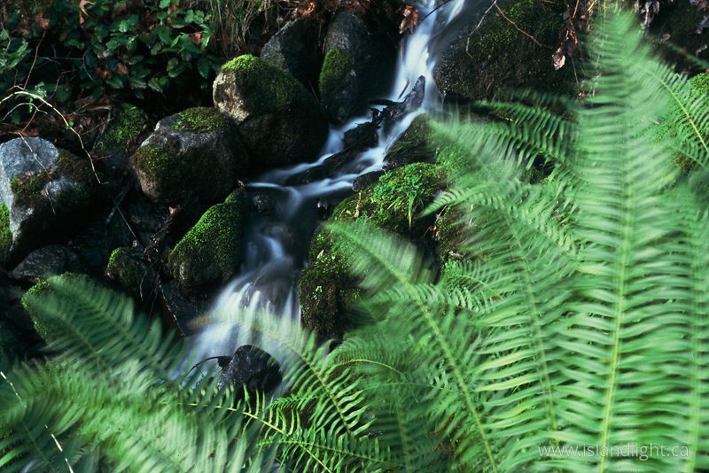 Stream - Cortes Island Creek photo