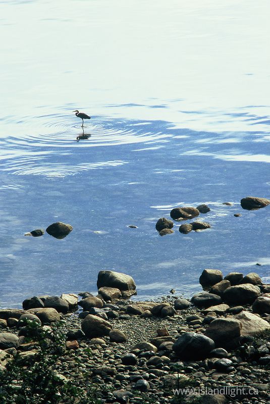 Heron From Above - Cortes Island Blue Heron photo