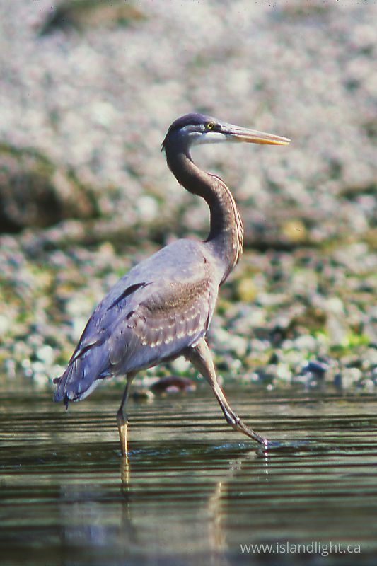 Great Blue Heron -  Blue Heron photo